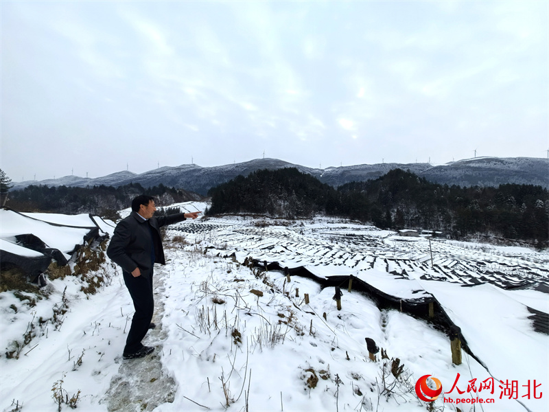 成片的黃連基地。人民網記者 周雯攝